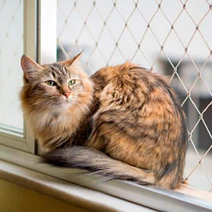 Gato em janela protegido por rede de proteção para pets em apartamento na Grande Florianópolis