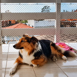 Cachorro descansando em sacada protegida por rede de proteção instalada pela RDX Redes de Proteção na Grande Florianópolis