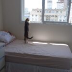 Gato observando a vista de Florianópolis através de janela protegida com rede de proteção no bairro Agronômica.