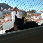Gato sobre a soleira da janela protegido por rede de proteção malha 3x3 Equiplex em apartamento na Praia Brava, Florianópolis SC.