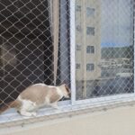 Gato observando o ambiente através de janela protegida com rede de proteção no bairro Vale Verde em Palhoça SC.