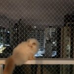 Gato sobre o parapeito da sacada protegido por rede de proteção em apartamento no Centro de Florianópolis próximo à Catedral Metropolitana.
