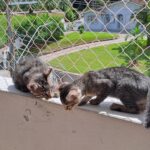 Dois gatos em varanda protegida por rede de proteção em residência de Santo Amaro da Imperatriz SC próximo à Vila Becker.