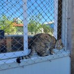 Gato protegido por rede de proteção instalada em janelas de apartamento no bairro Rio Vermelho em Florianópolis SC.